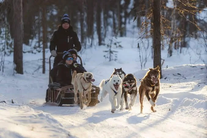 Husky dog sledding adventure through snowbound forests