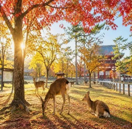 Tour Osaka – Kyoto – Mount Fuji – Tokyo: Nara Deer Park & Mt. Kachi Cable Car (6D5N) - DAY 5: YAMANASHI - TOKYO