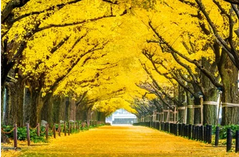 Tour Tokyo In-Depth Mono Circuit: Yamanashi – Mount Fuji – Tokyo Metropolis (5D4N) - DAY 3: YAMANASHI – TOKYO