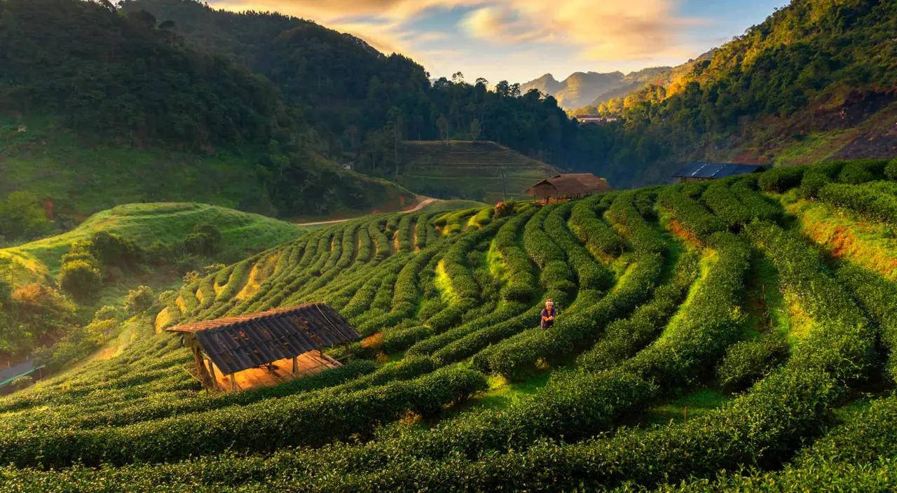 CHIANGMAI
